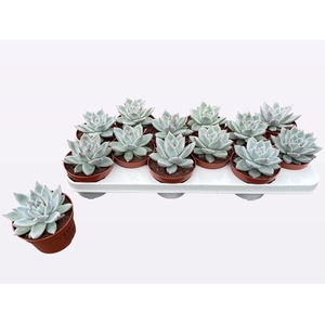 Echeveria colorata