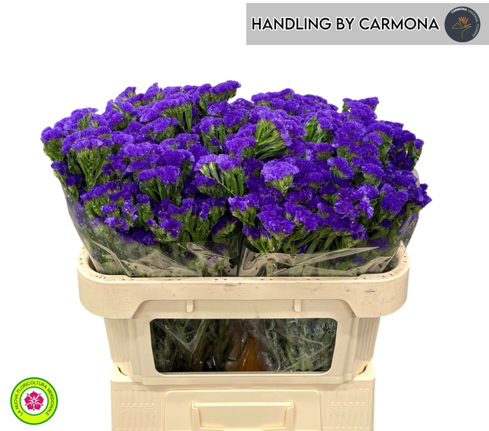 <h4>LIM S BLUE WINGS</h4>