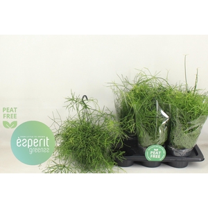 RHIPSALIS BA OASIS