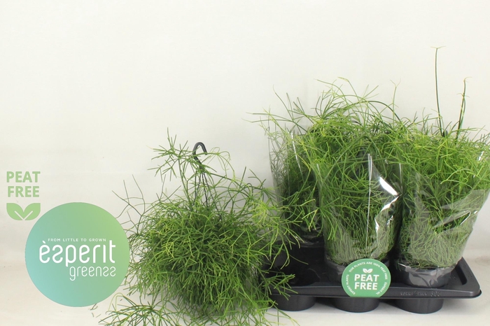 <h4>RHIPSALIS BA OASIS</h4>