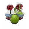 HIPPEASTRUM-HYBRID P14