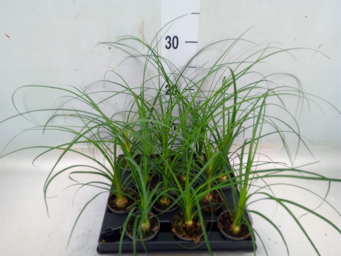 <h4>Beaucarnea recurvata</h4>