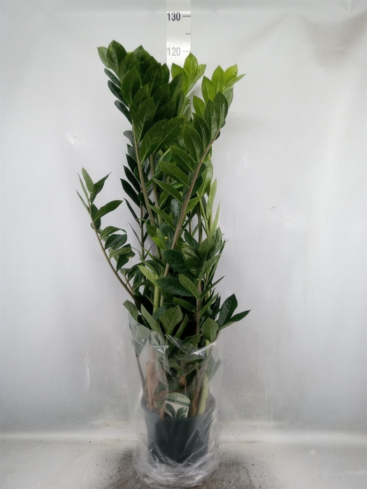 <h4>Zamioculcas zamiifolia</h4>