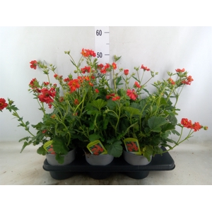 Geum chiloense 'Mrs Bradshaw'