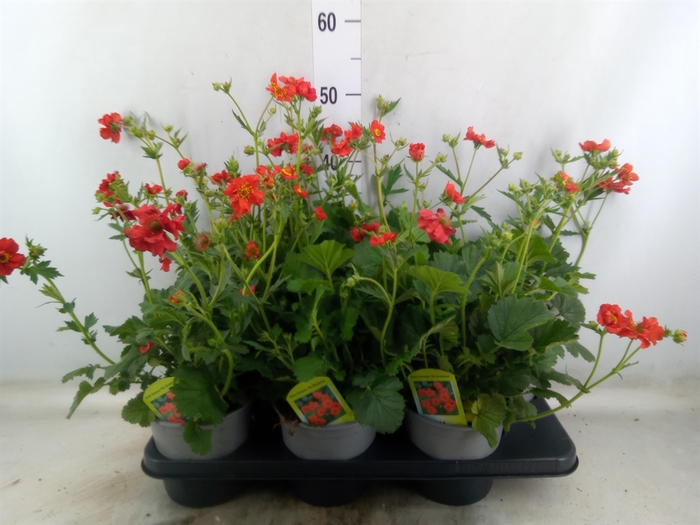 <h4>Geum chiloense 'Mrs Bradshaw'</h4>