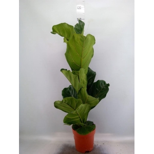 Ficus lyrata