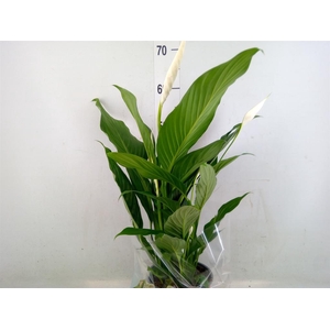 Spathiphyllum  'Bingo Cupido'