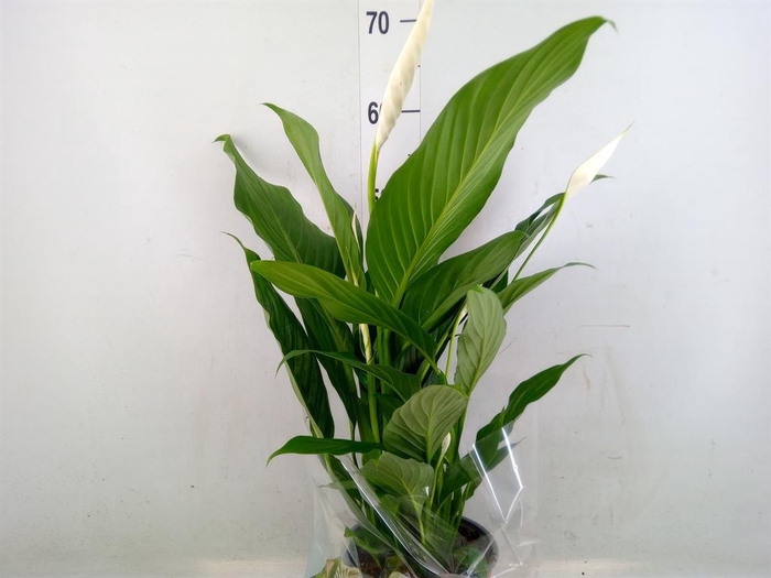 <h4>Spathiphyllum  'Bingo Cupido'</h4>