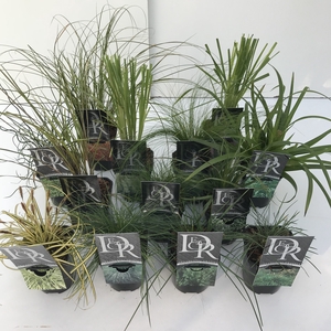 Grasses Mix Variaties P13