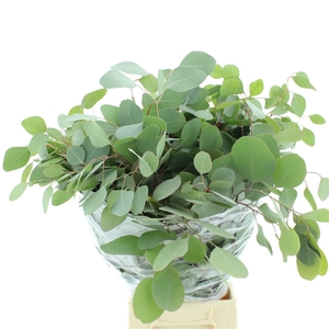 Euca Populus Long 300gr Super