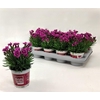 Dianthus Picture Perfect
