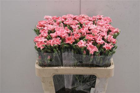 <h4>Di Tr Symply Cherry</h4>