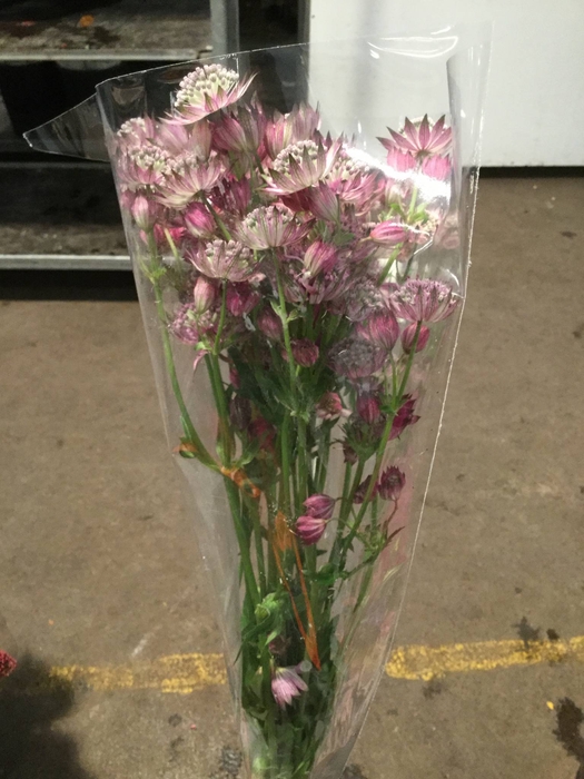 ASTRANTIA STAR OF AFRICA