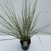 Cortaderia selloana