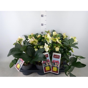 Helleborus   ...