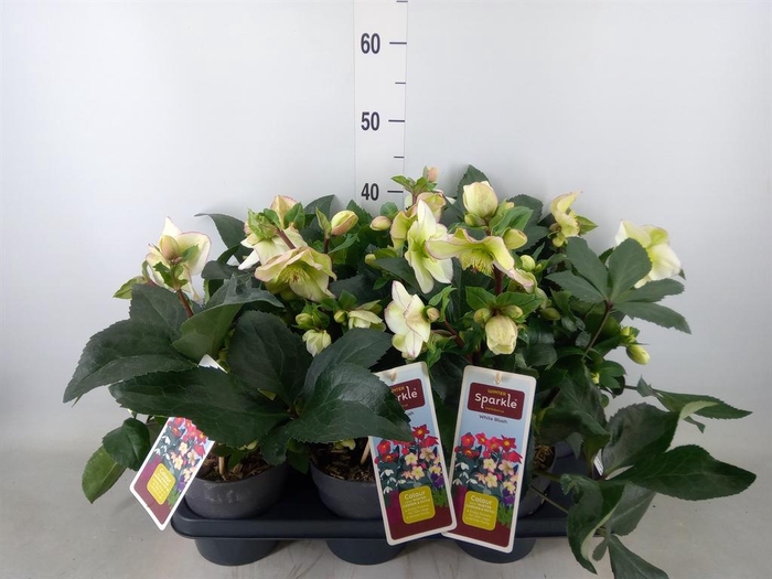 <h4>Helleborus   ...</h4>