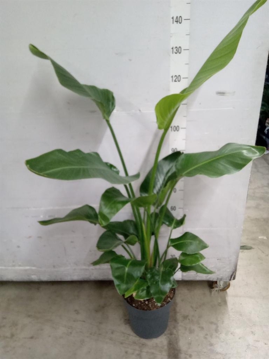 <h4>Strelitzia nicolai</h4>