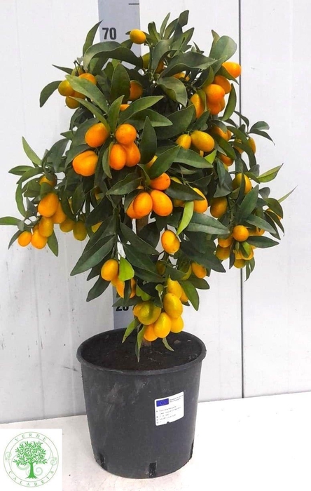 <h4>CITR MARGARITA</h4>