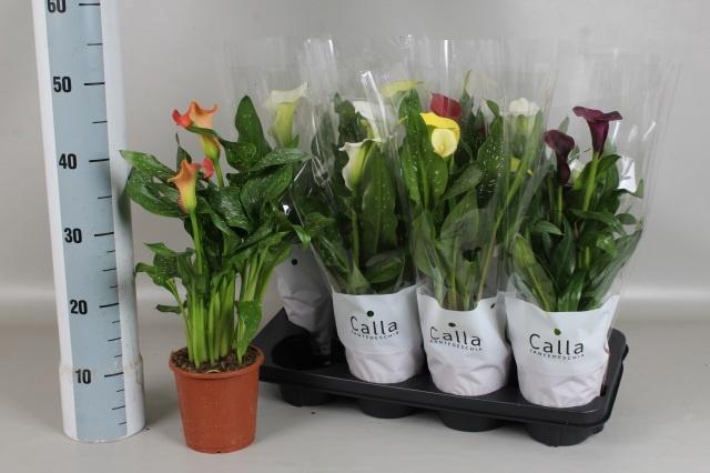 <h4>ZANT GEM 5 KL</h4>