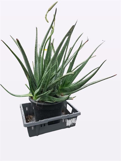 <h4>ALOE VERA</h4>