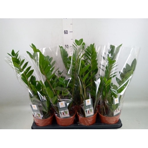 Zamioculcas zamiifolia
