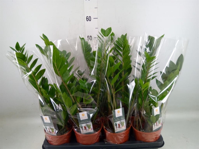 <h4>Zamioculcas zamiifolia</h4>
