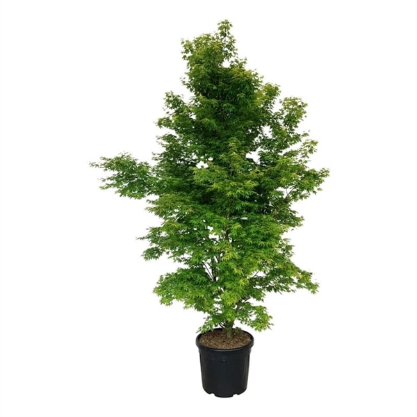 <h4>Acer pal. 'Tsukasa Silhouette' PBR</h4>