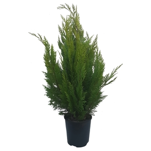 Chamaecuparis law. Ivonne, plantmaat 80-100 cm - Rondgestoken -