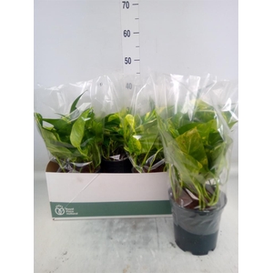 Epipremnum pinn. 'Aureum'