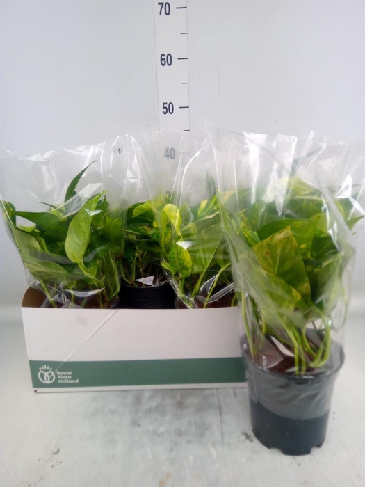 <h4>Epipremnum pinn. 'Aureum'</h4>