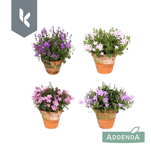 Campanula Addenda Mix in de tray, minimaal 3 kleuren. In terracotta.