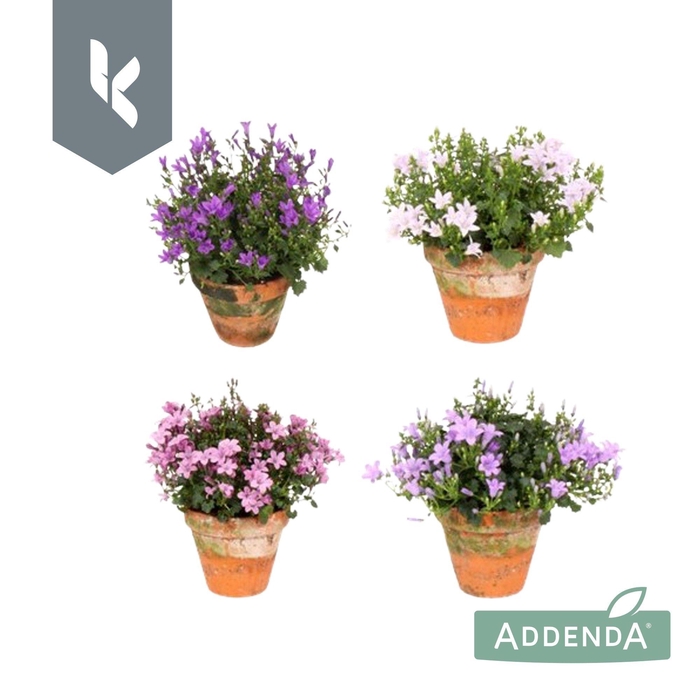 <h4>Campanula Addenda Mix in de tray, minimaal 3 kleuren. In terracotta.</h4>