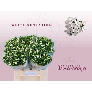 Bouvardia si white sensation