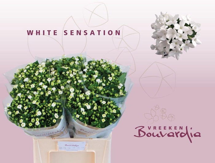 <h4>Bouvardia si white sensation</h4>