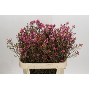 Chamelaucium Sarah's Delight