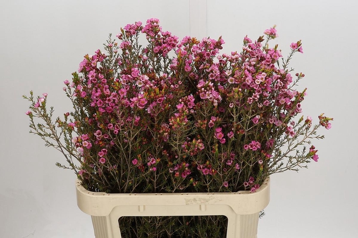 <h4>Chamelaucium Sarah's Delight</h4>