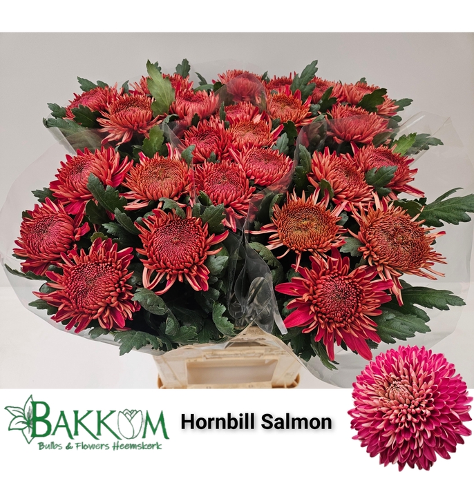 <h4>Chr G Hornbill Salm</h4>