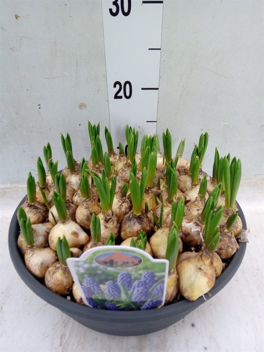 <h4>Muscari  'Big Smile'</h4>