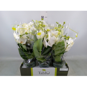 Phalaenopsis   ...white