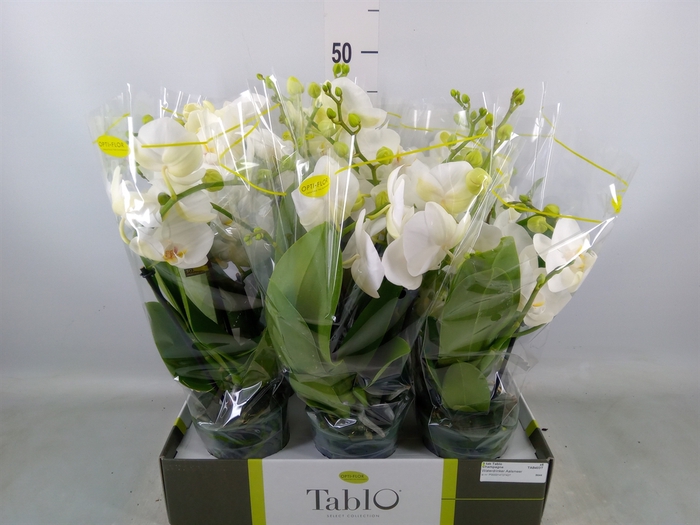 <h4>Phalaenopsis   ...white</h4>