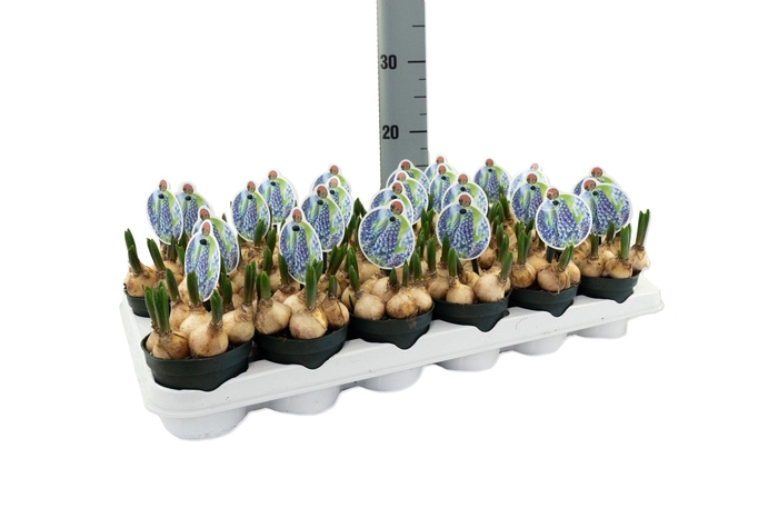 <h4>Muscari Big Smile</h4>