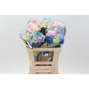 Hydr Rainbow Pink Sel