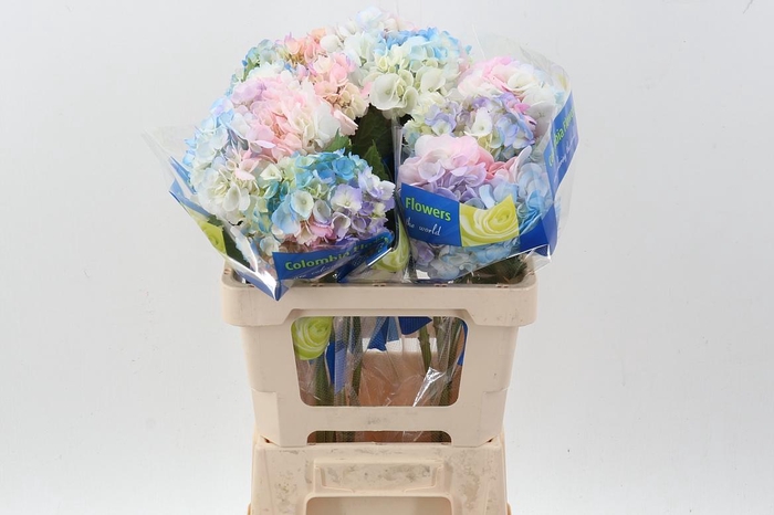 <h4>Hydr Rainbow Pink Sel</h4>