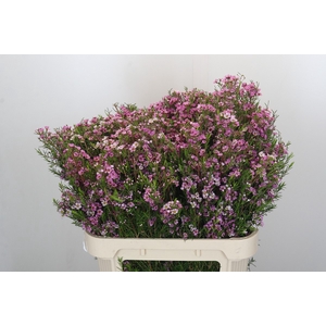 Chamelaucium Kerryn