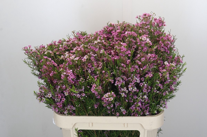 <h4>Chamelaucium Kerryn</h4>