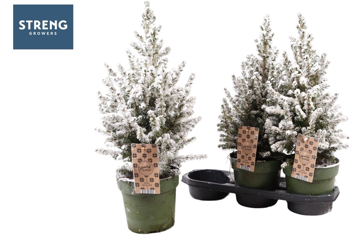 <h4>PICEA GL DECEMBER</h4>