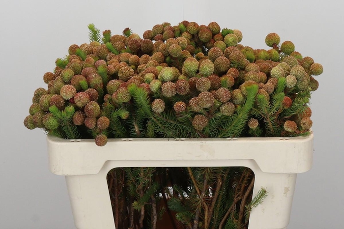 <h4>Kaaps Groen Baubles</h4>