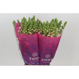 Antirrhinum Potomac Light Pink