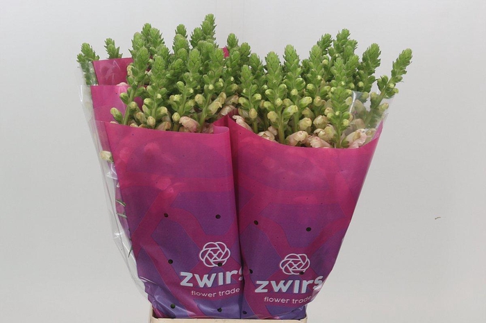 <h4>Antirrhinum Potomac Light Pink</h4>