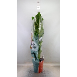 Spathiphyllum  'Sweet Lauretta'